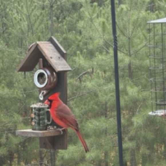 Rustic Wooden Bird Feeder/ Birdhouse Handmade English Tea - Picture 12 of 16